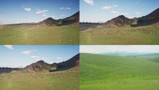 4k新疆山坡上羊群牧羊高清在线视频素材下载