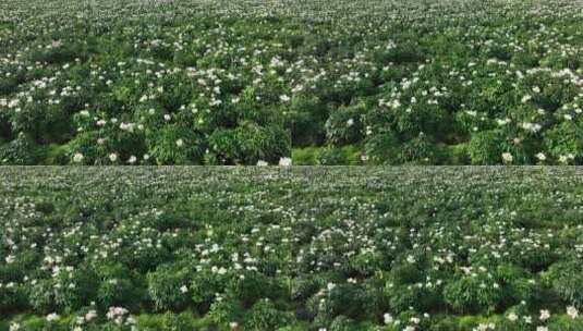 航拍中草药种植基地芍药花田地高清在线视频素材下载