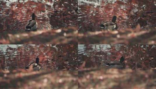 鸭子在枫叶的池塘游泳高清在线视频素材下载