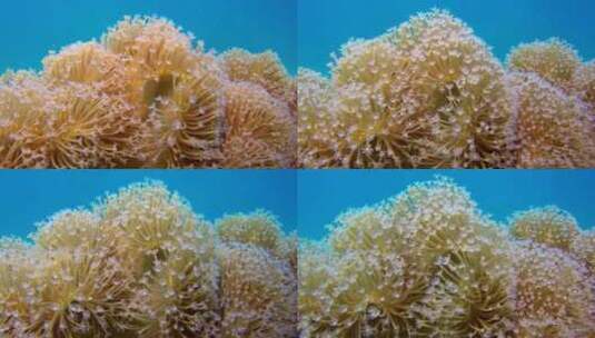 美丽的软珊瑚高清在线视频素材下载
