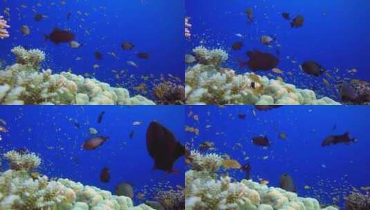 水下海洋生物高清在线视频素材下载