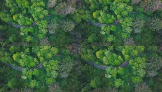 森林公路，车辆穿行在其中高清在线视频素材下载