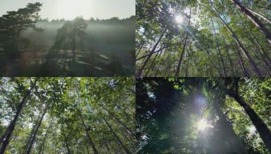 森林树大树阳光木材风景树林植树大自然树木高清在线视频素材下载