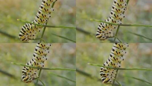 一个彩色毛毛虫咀嚼茎的高清特写实拍镜头高清在线视频素材下载