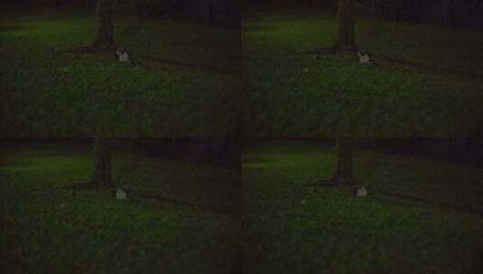 一只猫晚上在草坪上休息高清在线视频素材下载