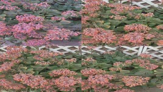 篱笆外的开花植物竖屏高清在线视频素材下载