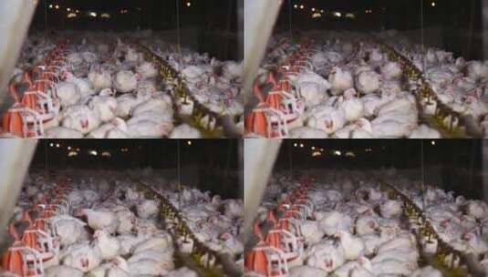 养鸡场饲养白羽鸡环境 (6)高清在线视频素材下载