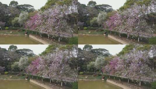 盛开的紫荆花高清在线视频素材下载
