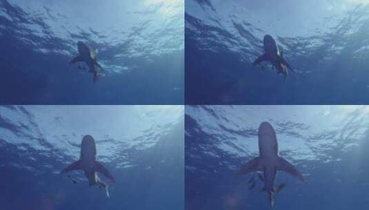 鲨鱼在海洋里畅游高清在线视频素材下载