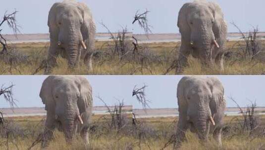 国家公园盐田上华丽罕见的白象高清在线视频素材下载