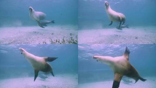 海狮在海底游动高清在线视频素材下载