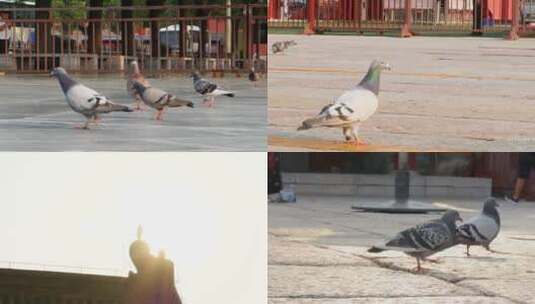 故宫午门前的鸽子实拍高清在线视频素材下载
