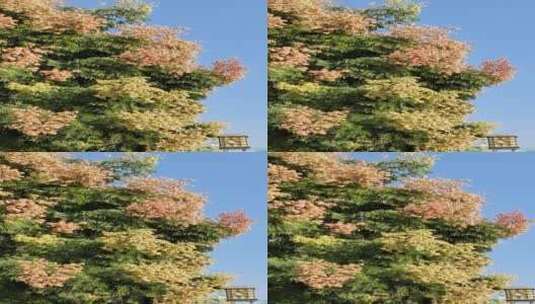 秋季的栾树开花结果 一个一个的红灯笼高清在线视频素材下载