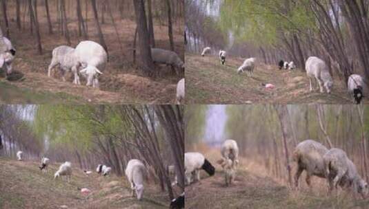 吃草的羊群高清在线视频素材下载