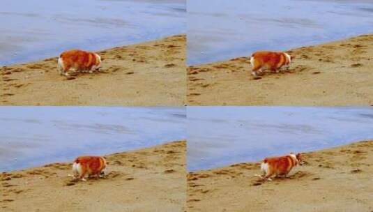 沙滩上的断尾小狗高清在线视频素材下载