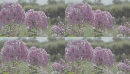 花卉种植LOG视频素材高清在线视频素材下载