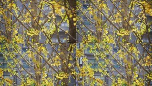 秋天微风中银杏树枝高清在线视频素材下载