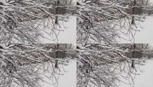 【镜头合集】鹅毛大雪雪景树枝上的积雪高清在线视频素材下载