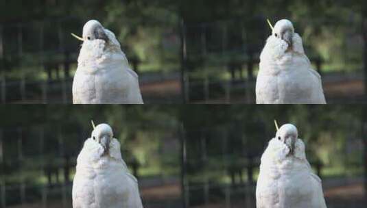 看着摄像机的鹦鹉高清在线视频素材下载