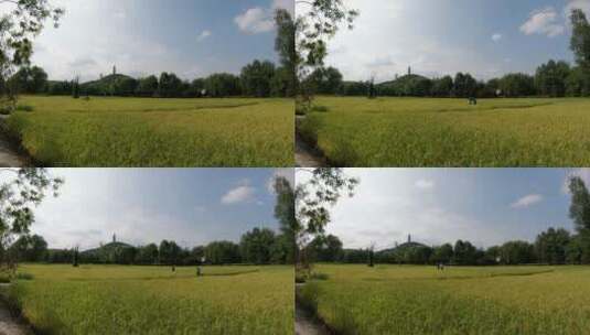 延时北京北坞公园里的稻田及移动的云高清在线视频素材下载