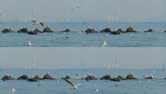 深圳湾鸟类栖息地自然风光视频高清在线视频素材下载