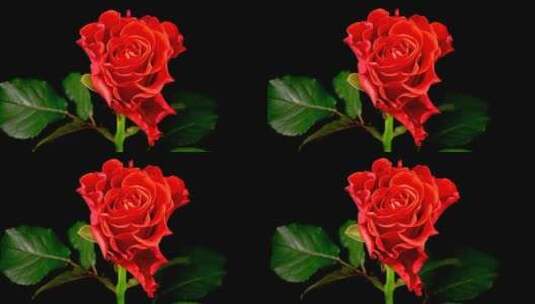 黑色背景上的玫瑰花高清在线视频素材下载
