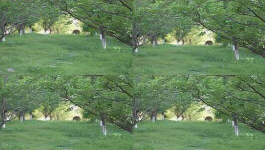 C0615  公园谧静的午后高清在线视频素材下载