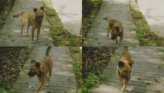 乡村黄狗田园犬迎面走来高清在线视频素材下载