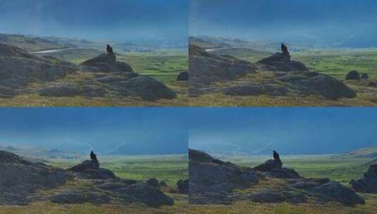阿勒泰山脉 游牧 老鹰 航拍2高清在线视频素材下载