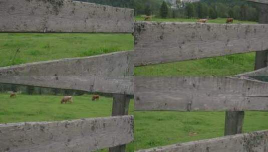 绿色草地上的奶牛高清在线视频素材下载