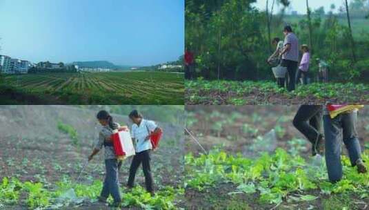 农村农田施肥打农药高清在线视频素材下载