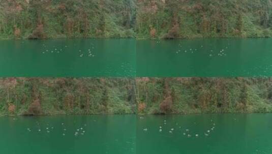 四川乐山青衣江河面上的野鸭子成群嬉戏高清在线视频素材下载