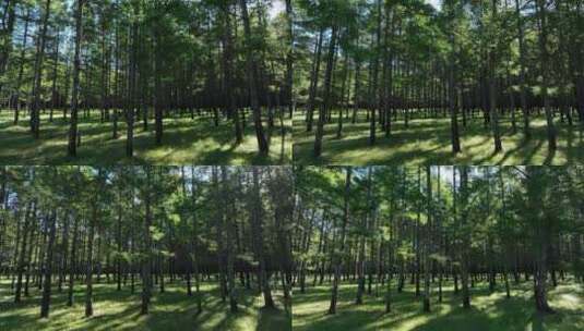 航拍植树造林成果人工林树林光影高清在线视频素材下载