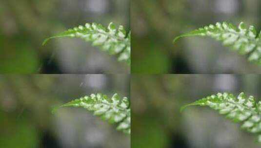 大自然 蕨叶 雨后 山林高清在线视频素材下载