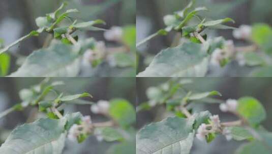 W云南普洱树枝上的绿叶与花苞高清在线视频素材下载