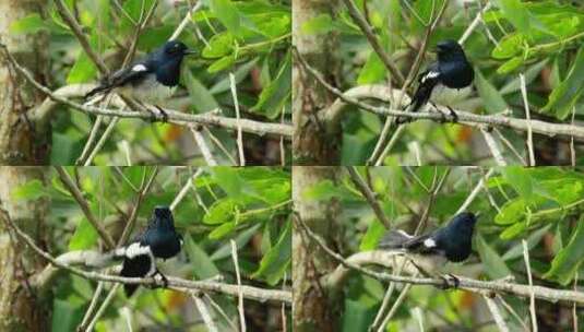 小鸟落在树枝高清在线视频素材下载