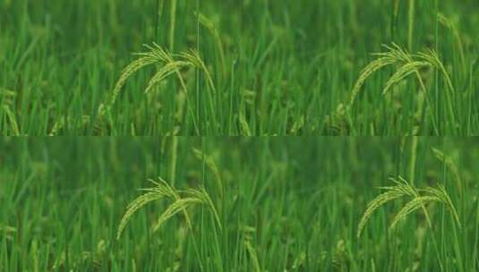 农村稻田水稻生长稻穗 绿色水稻慢镜头特写高清在线视频素材下载