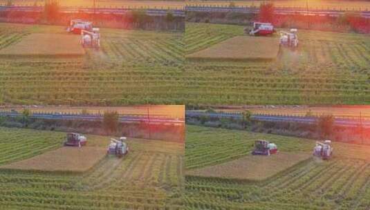 夕阳下收割机在稻田收割水稻高清在线视频素材下载
