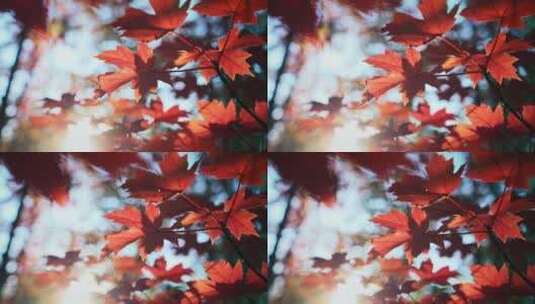 秋天红枫叶空镜高清在线视频素材下载