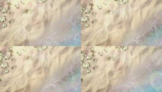 沙滩海浪浪花花朵高清在线视频素材下载