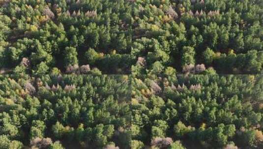 秋天的樟子松林高清在线视频素材下载
