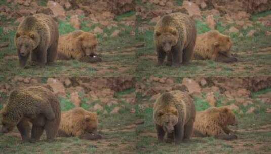 野外的棕熊高清在线视频素材下载