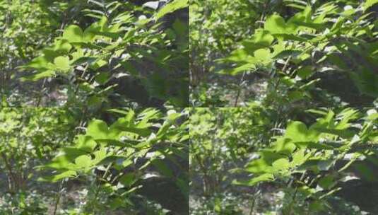 丛林绿叶深入树叶光影高清在线视频素材下载