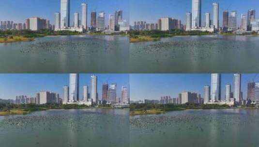 4K深圳湾鸬鹚生态航拍18高清在线视频素材下载