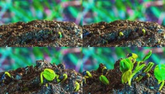 中药材决明子种子发芽生长植物生长破土而出高清在线视频素材下载