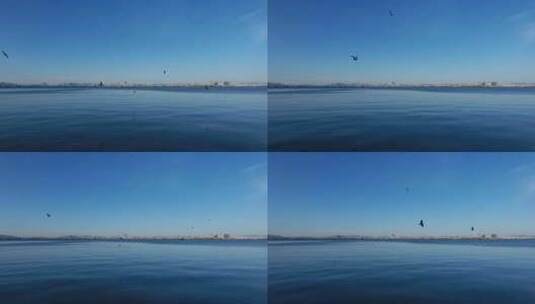 蓝色平静的昆明滇池海鸥飞翔高清在线视频素材下载