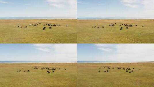 青海湖畔奔跑的羊群高清在线视频素材下载