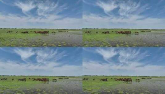 呼伦贝尔草原湿地马群968高清在线视频素材下载