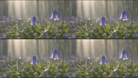  花朵 - 晨雾中的蓝铃花高清在线视频素材下载