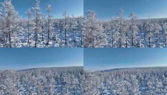 大兴安岭冬天雪景雾凇雪松林海雪原银装素裹高清在线视频素材下载